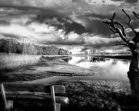 Schilf am Ufer der Lesum