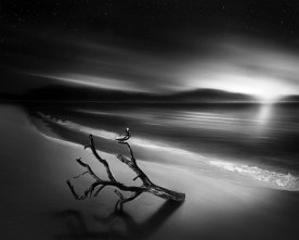 Dry trunk on beach b&w