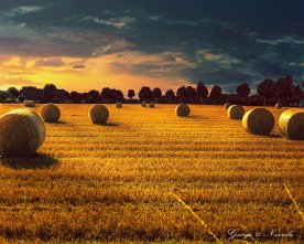 Strohballen Feld in der Abensonne