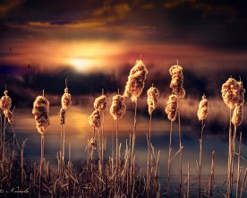 Rohrkolben,Typha, Sunset