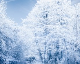 Winter_Impression mit Fischreiher